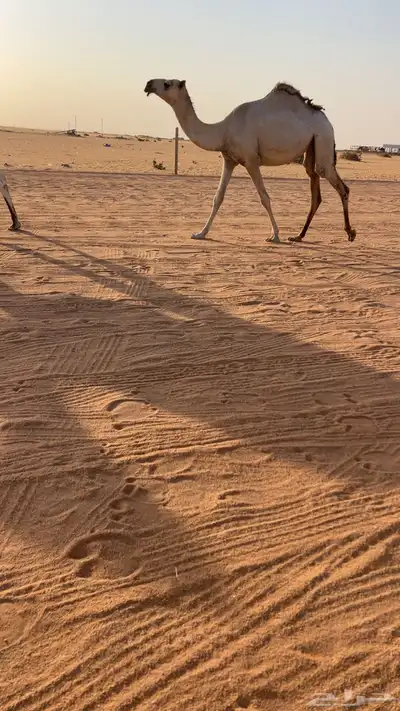 حقه شقحاء 2