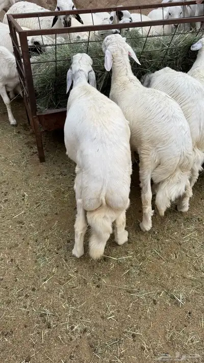 للبيع خرفان مناسبات 0