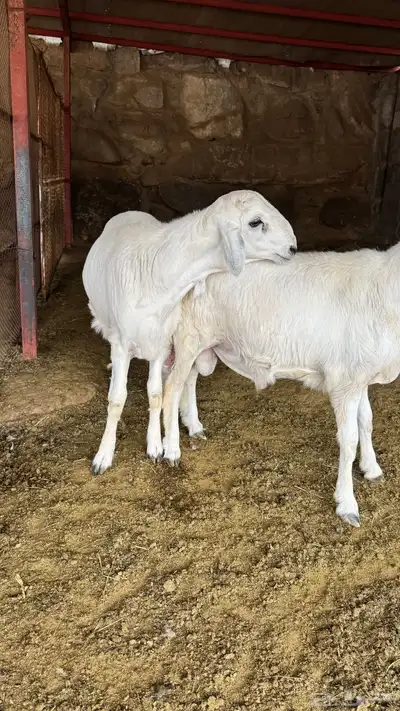 للبيع خرفان مناسبات 5