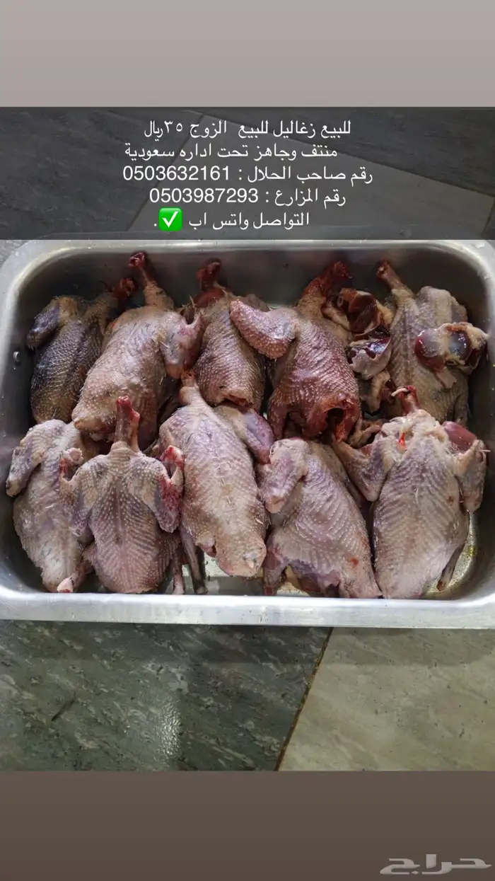 زغاليل منتفه وجاهزه للبيع 0