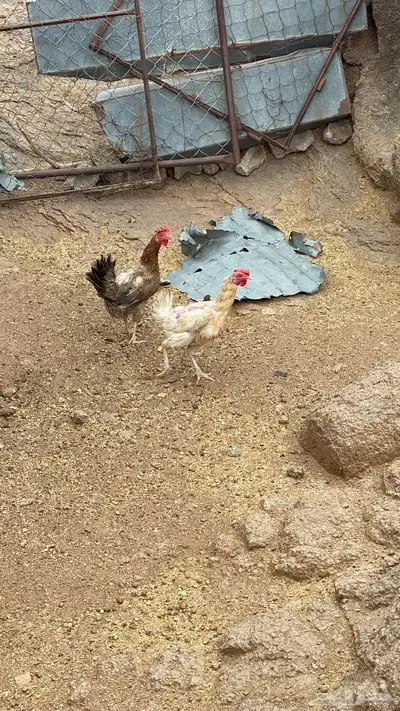 دجاج 2