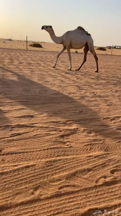 حقه شقحاء 1
