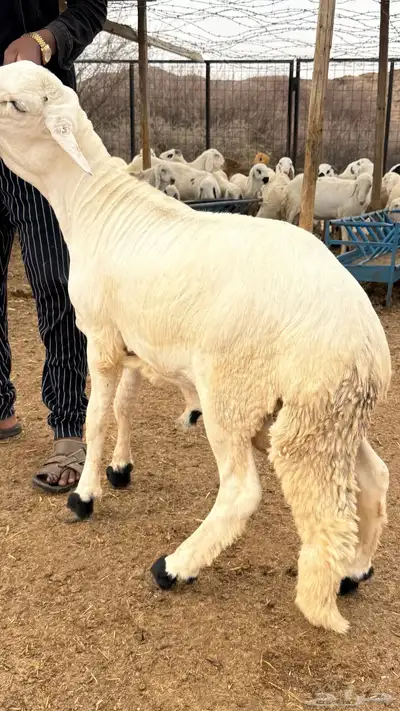 سواكن - سواكني ابيض 2