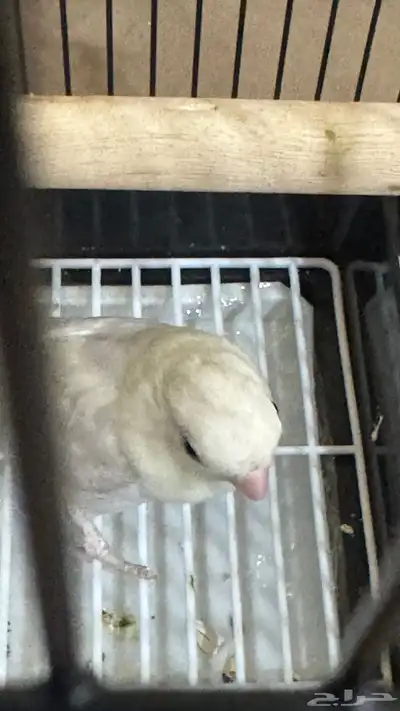 للبيع ببغاء روز نص ولافه لون مميز جدا 0