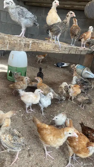 صيصان فروخ دجاج بلدي محصن 100 3