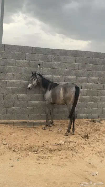 مهره 1