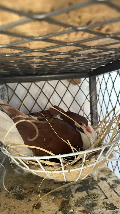 حمام زينه أنواع 3