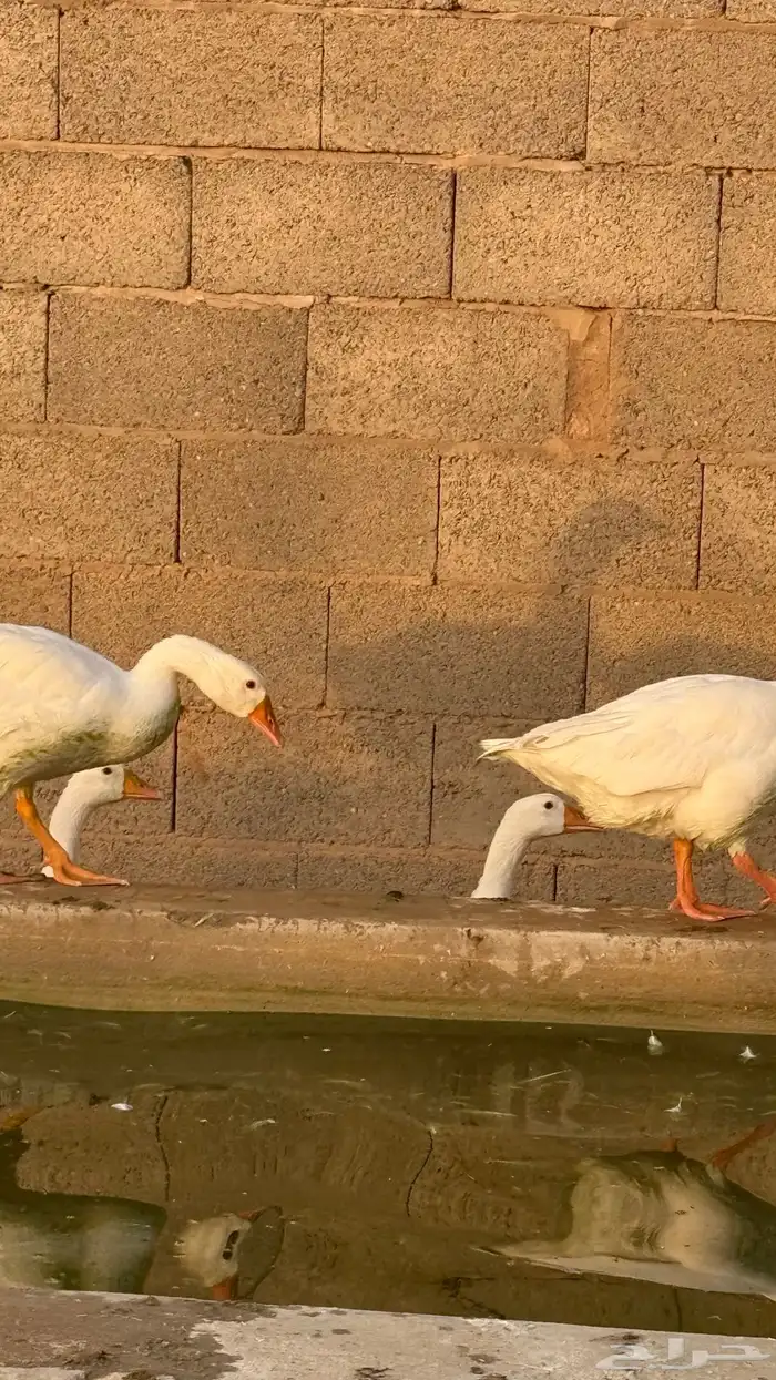 وز مع عياله 5