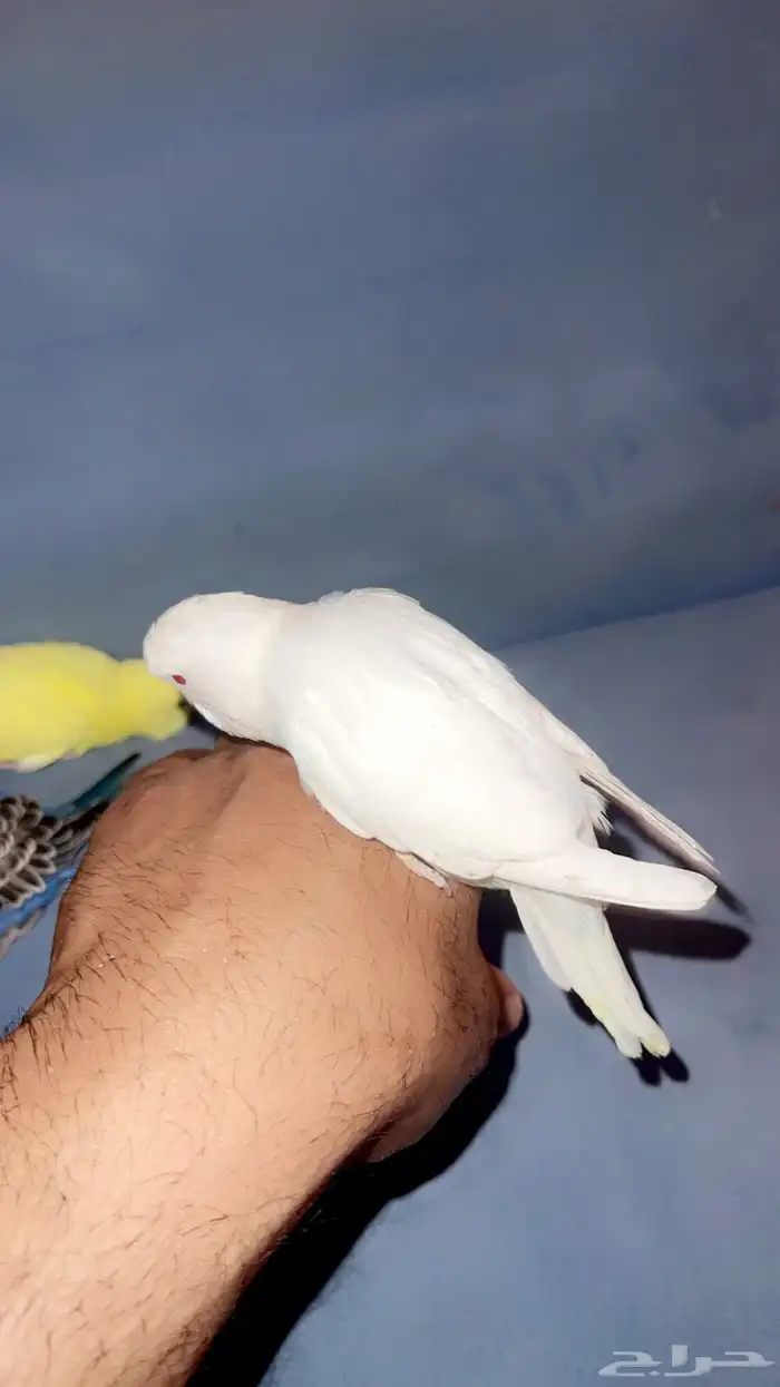 بادجي اليف 3