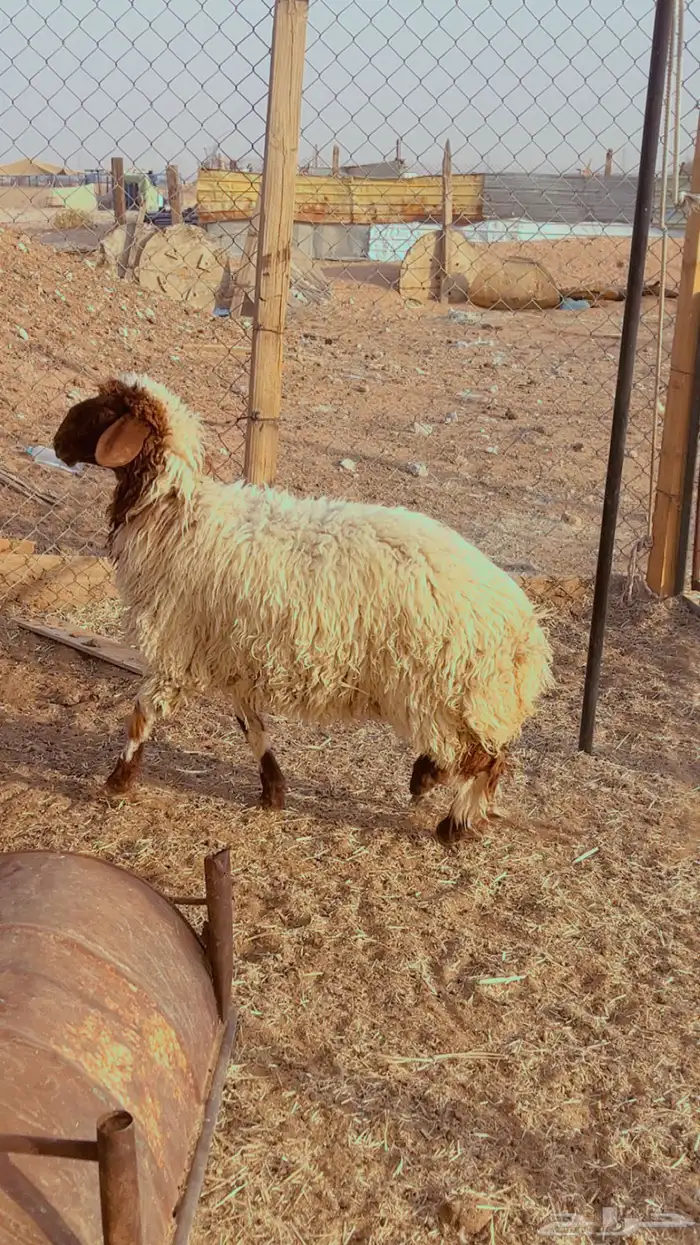 ذبائح نعيم فل شحم يوجد ذبح التوصيل 0