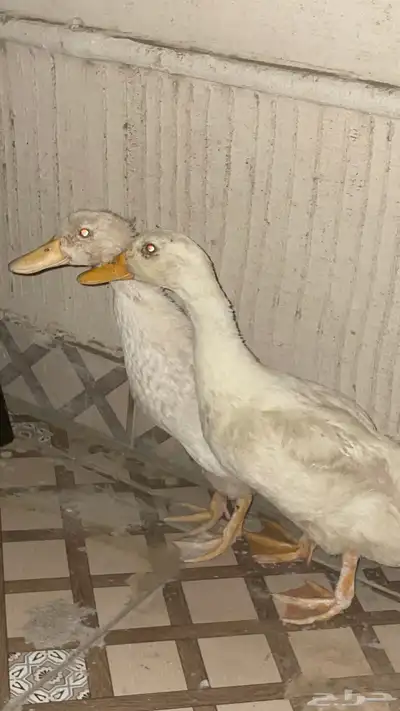 بط للبيع 150  الاخير 1