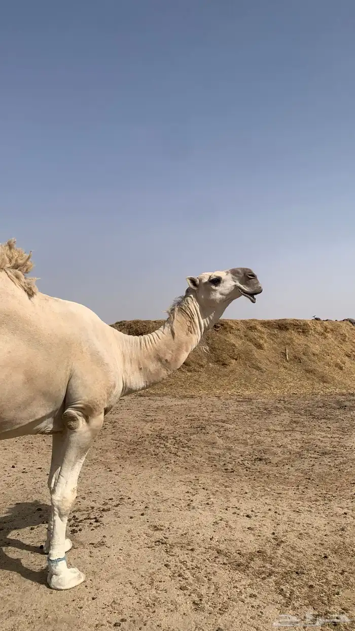بعير كفو 3