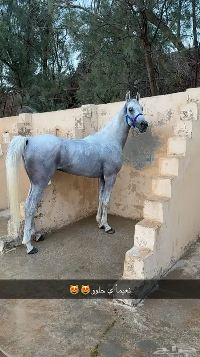 حصان واهو بيور 3