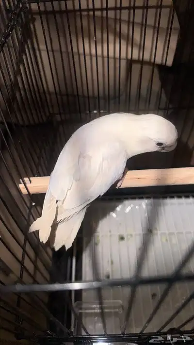 للبيع ببغاء روز نص ولافه لون مميز جدا 12