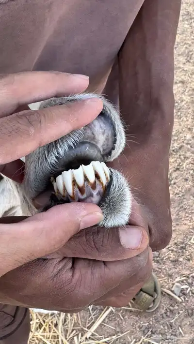 خروف حري و نعجه حايل سمين 0
