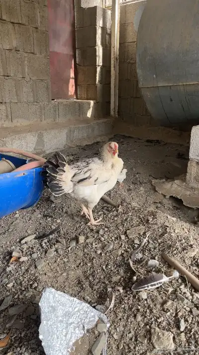 دجاجه فارسي 0