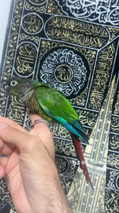 ذكر كنيور قرين شك اليف واللعوب اللي يبغى الزين يلحق عليه 4