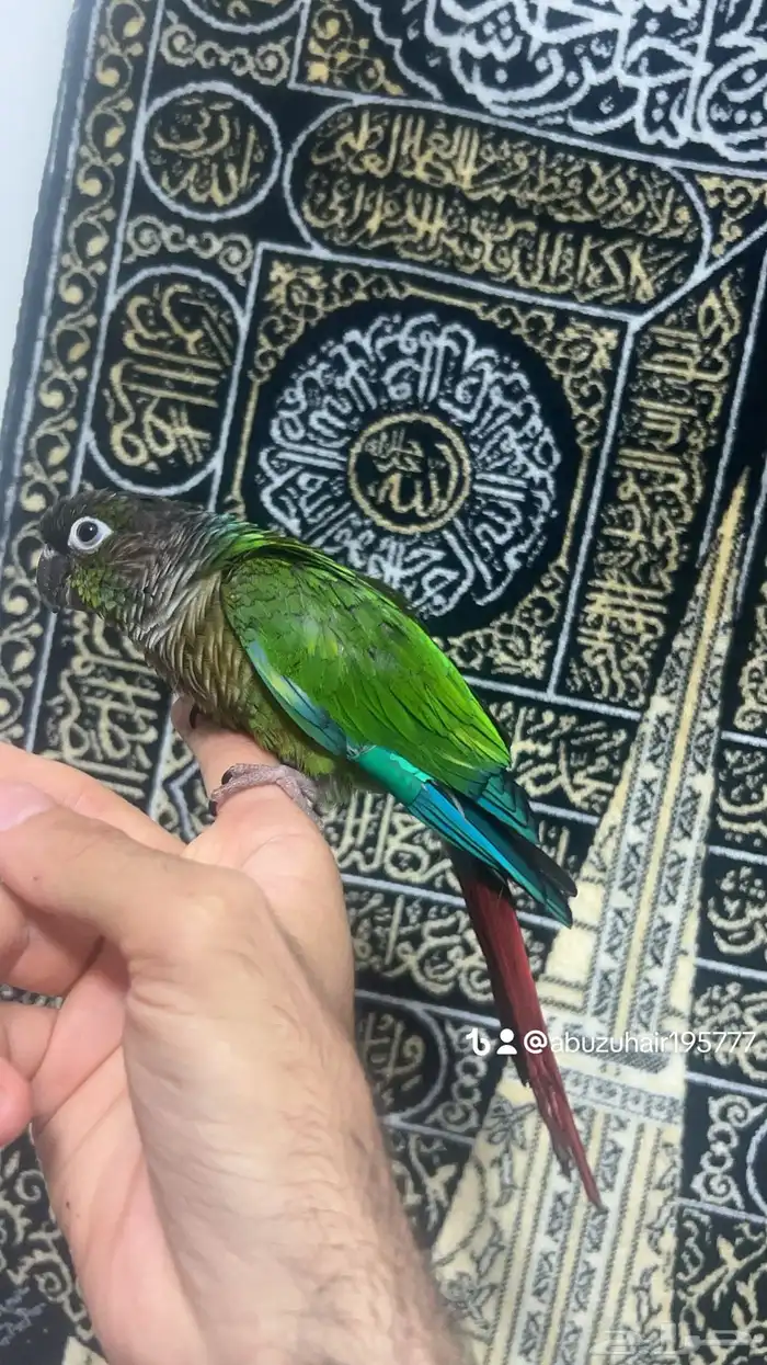 ذكر كنيور قرين شك اليف واللعوب اللي يبغى الزين يلحق عليه 4