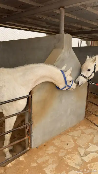 حصان واهو بيور 4