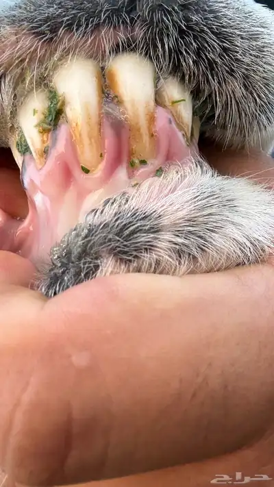 فحل جرم ماشاءالله 0