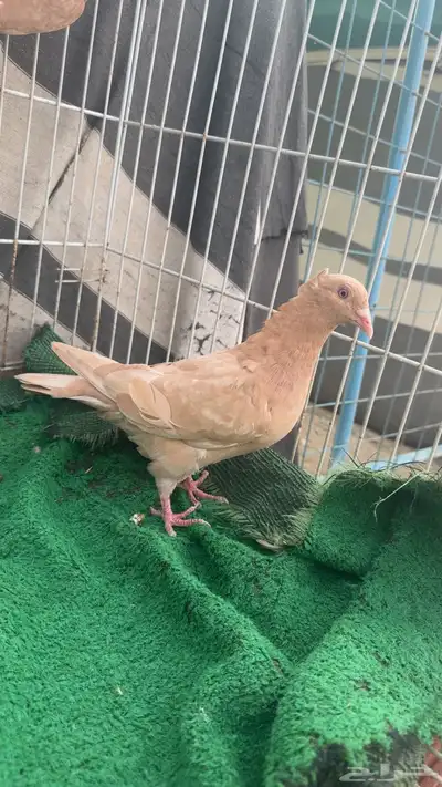 زاجل نوادر 3