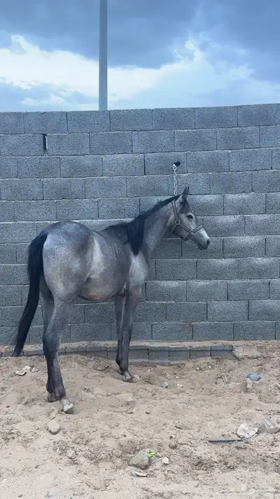 مهره 2
