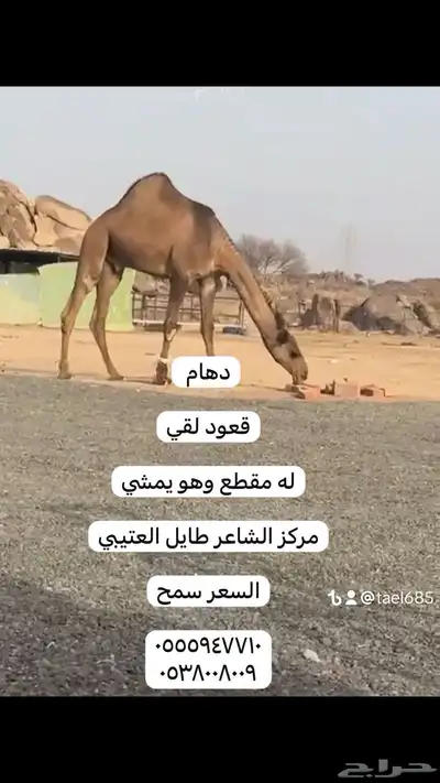 ابل خلفات وفحول 4