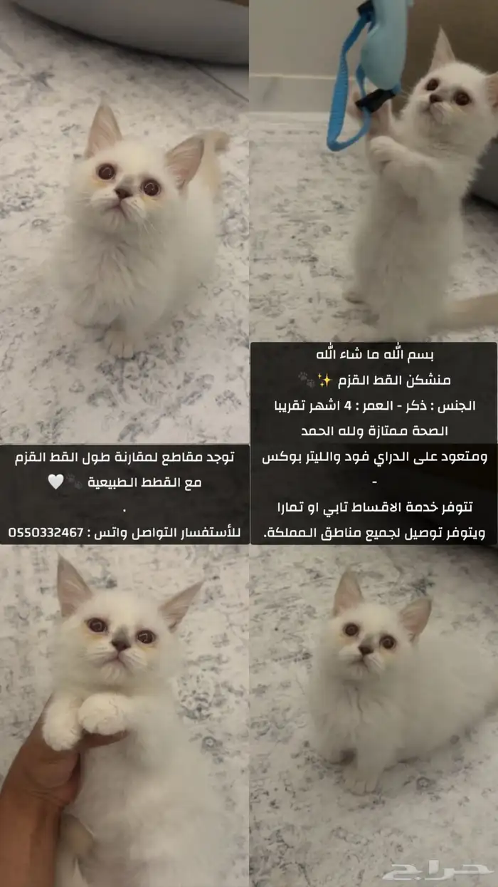 منشكن القط القزم 0