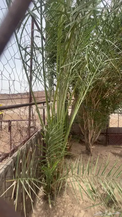 نخل اناثي من غير خلع لعدم الخبره في خلعه 1