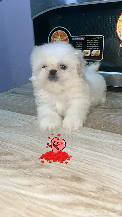 mini sitzu 1