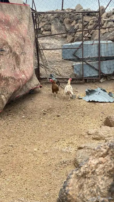 دجاج 0