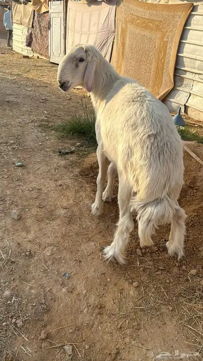 فحل جرم ماشاءالله 3