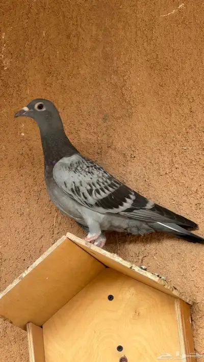 زاجل 0