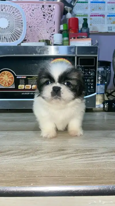 mini sitzu 2
