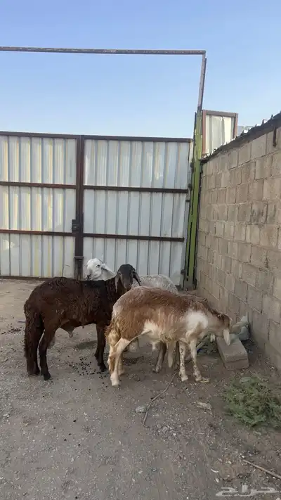 سواكن مرابي جذعان جبرة 2