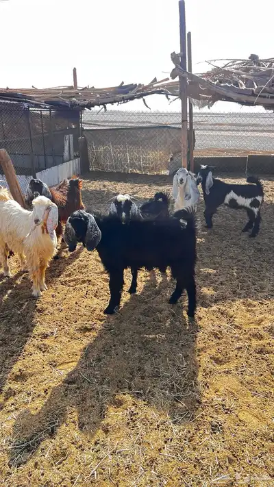 تيوس ذبايح طيبه 0