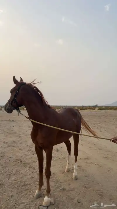 حصان شعبي 1