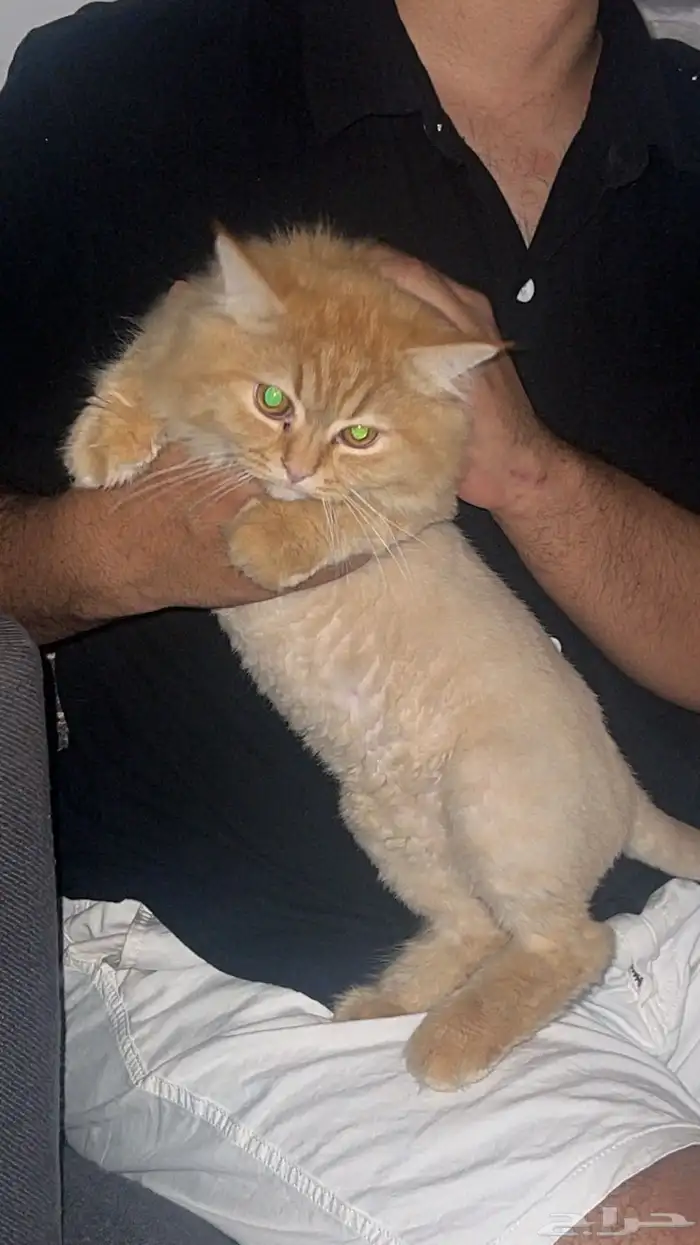 قط قطة للتبني 0