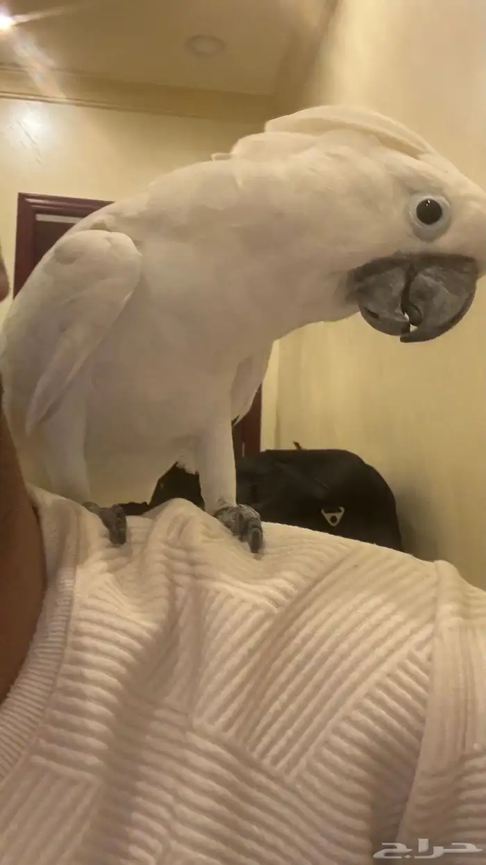 بغبغاء كوكاتو امبريلا للبيع 1