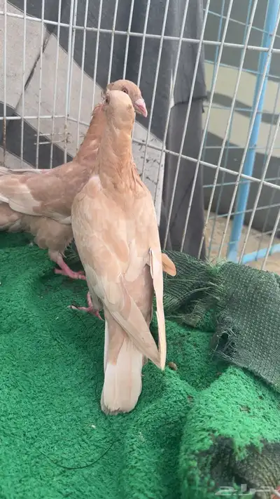 زاجل نوادر 0