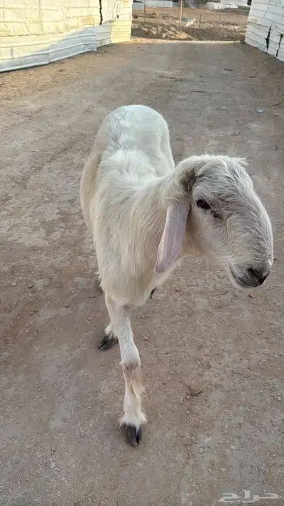فحل جرم ماشاءالله 4