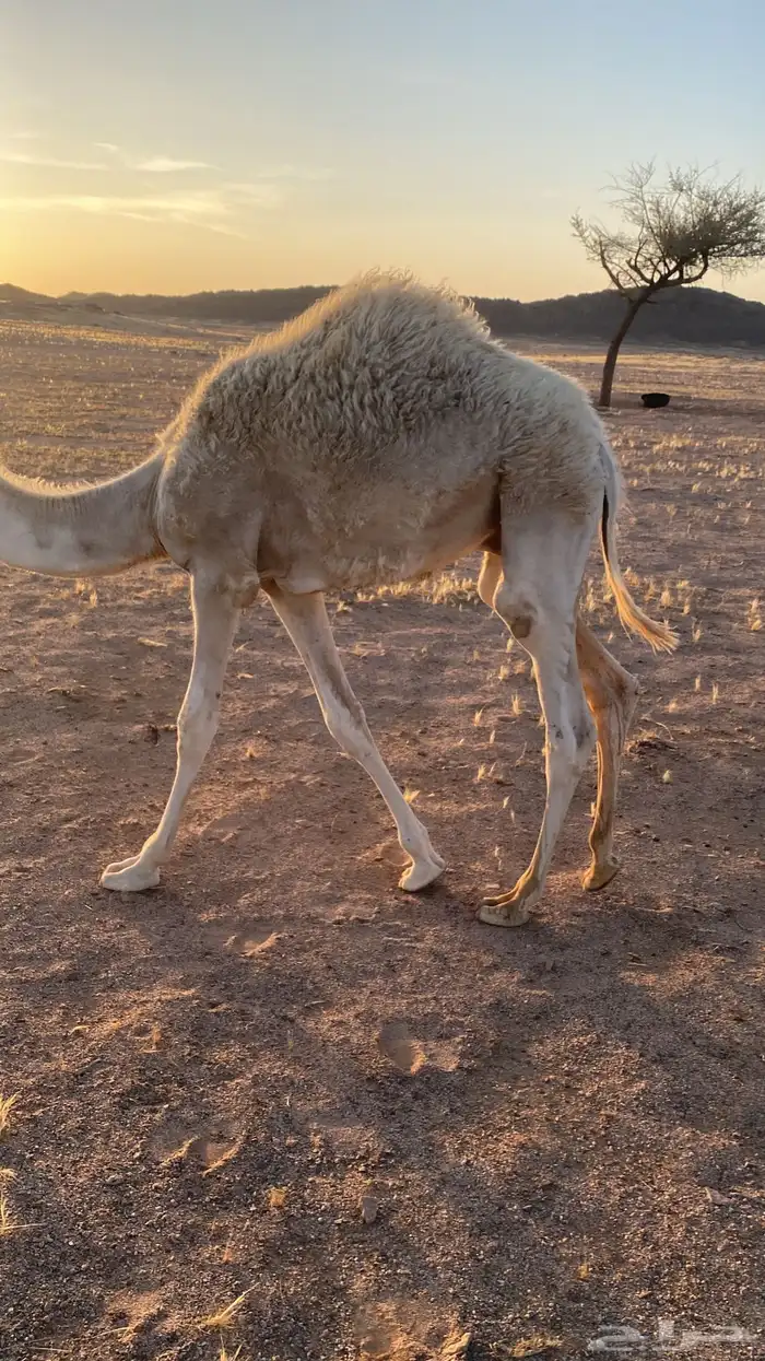 قعود اوضح 2