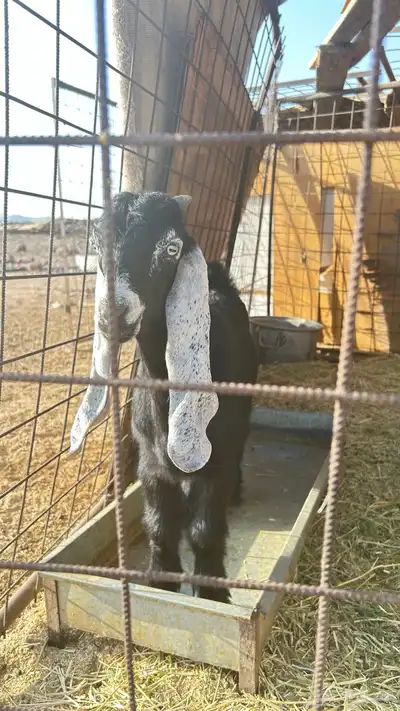 تيس مشروع فحل عارضي زين بالحيل 3