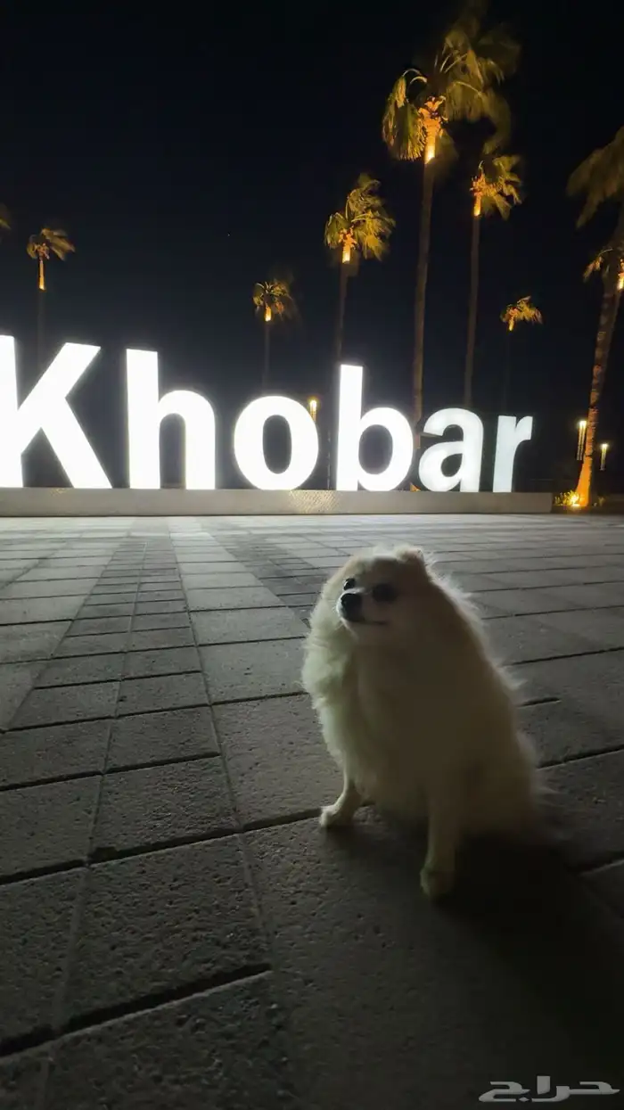 كلب بومرينيان 3