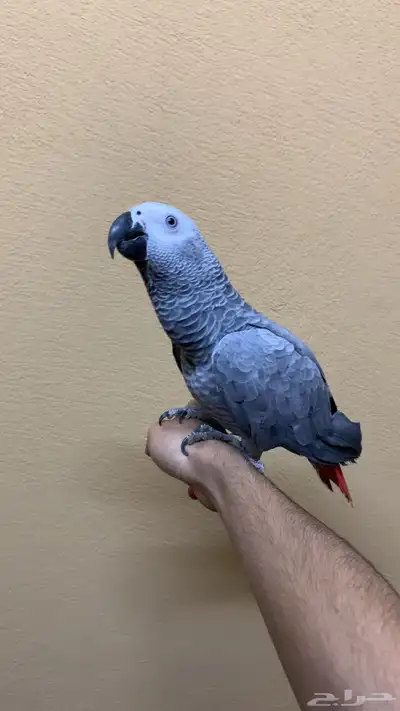 للبيع بغبغاء افرقي كاسكو اليف متكلم صغير محلل انثى جابو 0