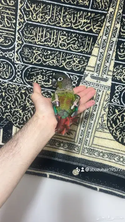 ذكر كنيور قرين شك اليف واللعوب اللي يبغى الزين يلحق عليه 2