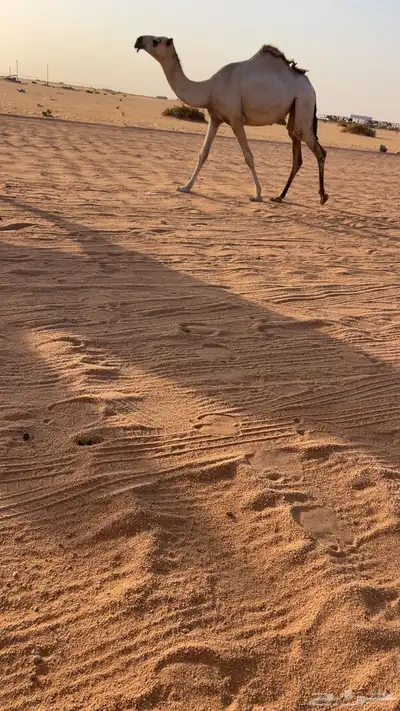 حقه شقحاء 0