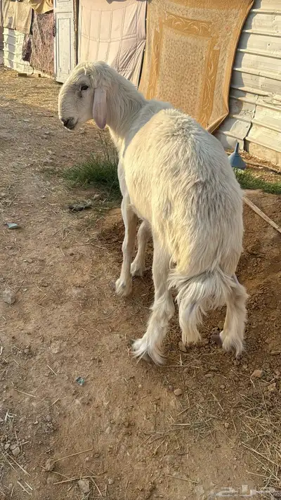 فحل جرم ماشاءالله 1