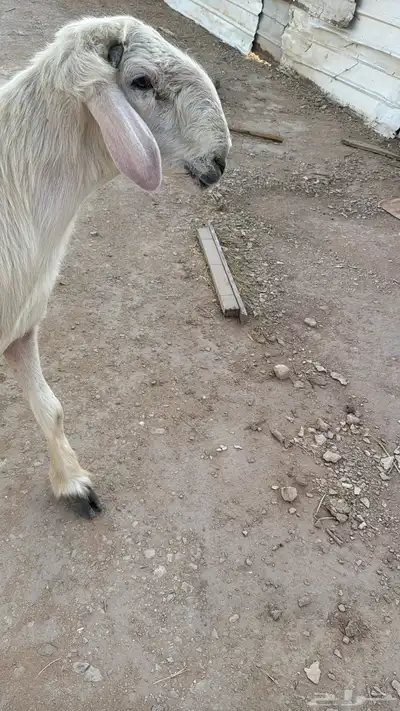 فحل جرم ماشاءالله 5