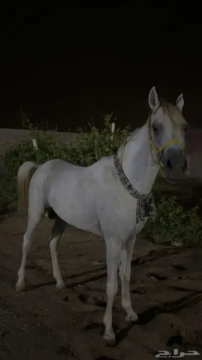 حصان شعبي 1